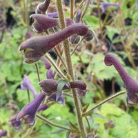 Aconitum scaposum 